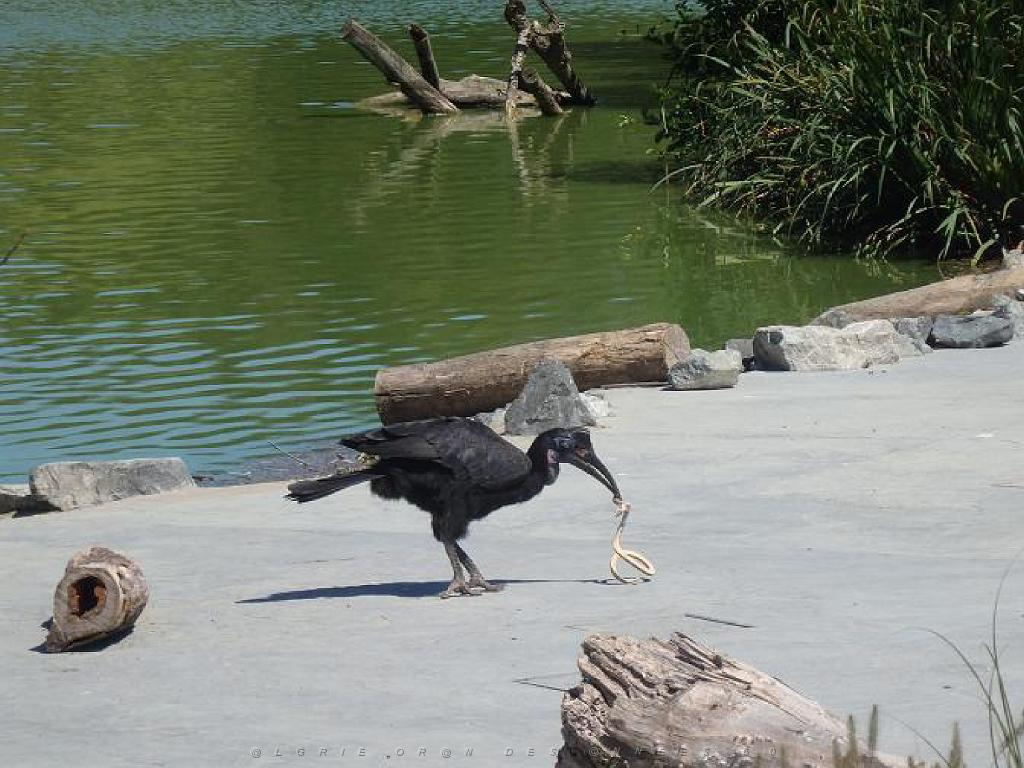101PARC AUX OISEAUX DANS L AIN 2016 3_000033.jpg
